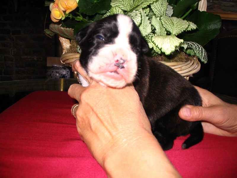 Nos chiots